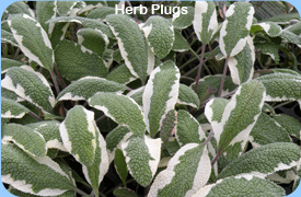 Herb Plugs - Salvia Tricolour